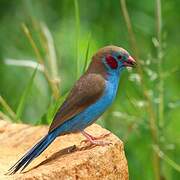 Red-cheeked Cordon-bleu