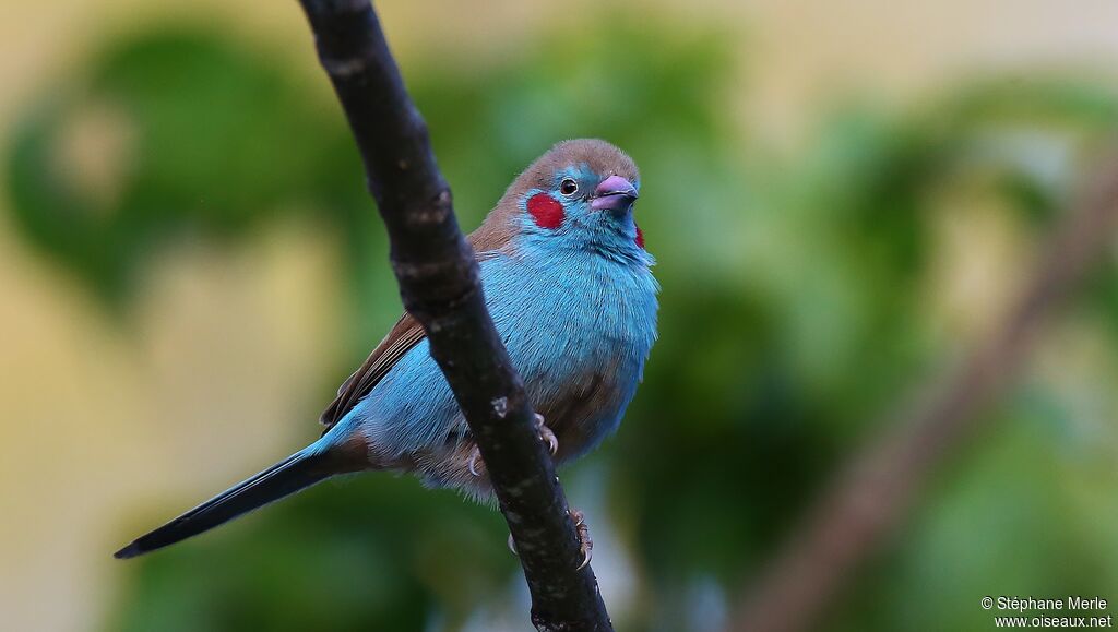 Red-cheeked Cordon-bleu male