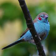 Red-cheeked Cordon-bleu