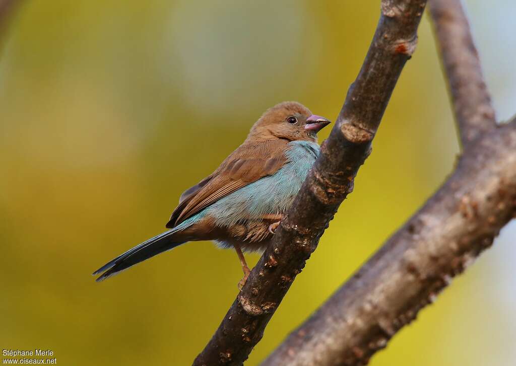 Red-cheeked Cordon-bleu female adult, identification