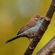 Red-cheeked Cordon-bleu