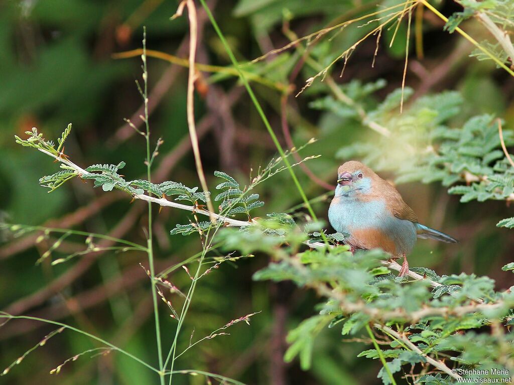 Blue-capped Cordon-bleuadult