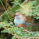 Cordonbleu cyanocéphale