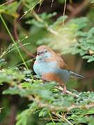 Blue-capped Cordon-bleu