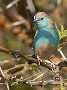 Blue Waxbill