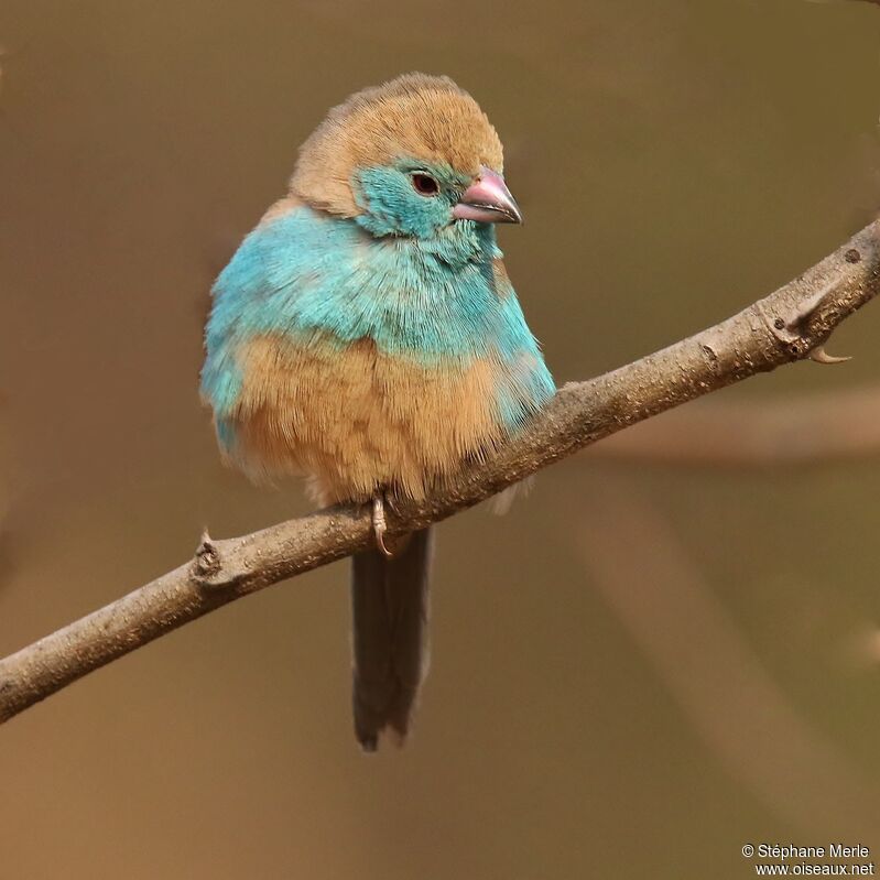 Blue Waxbilladult