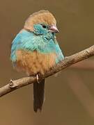 Blue Waxbill