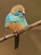 Cordonbleu de l'Angola