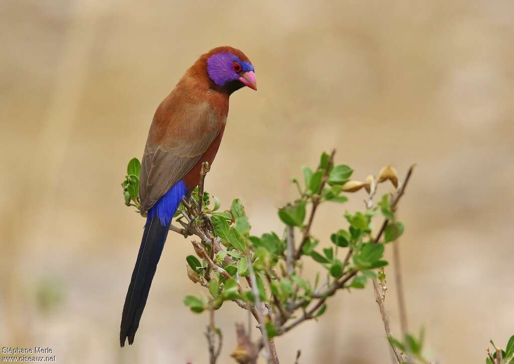 Violet-eared Waxbill male adult, identification