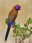 Violet-eared Waxbill