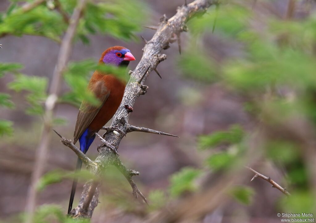 Violet-eared Waxbill male adult