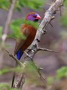 Violet-eared Waxbill