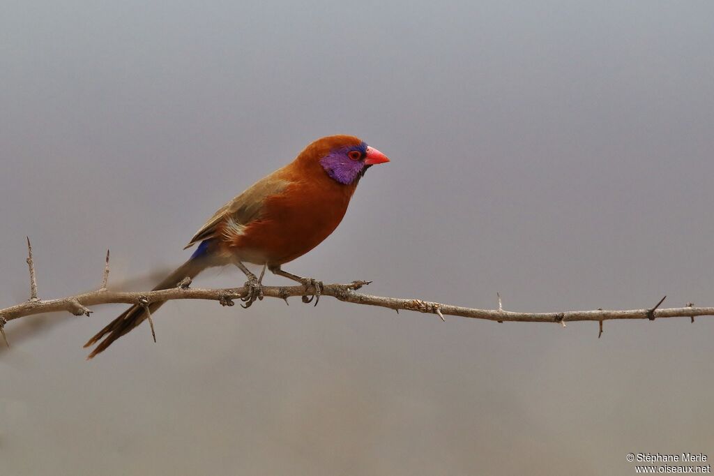 Violet-eared Waxbill