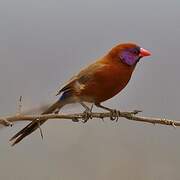 Violet-eared Waxbill