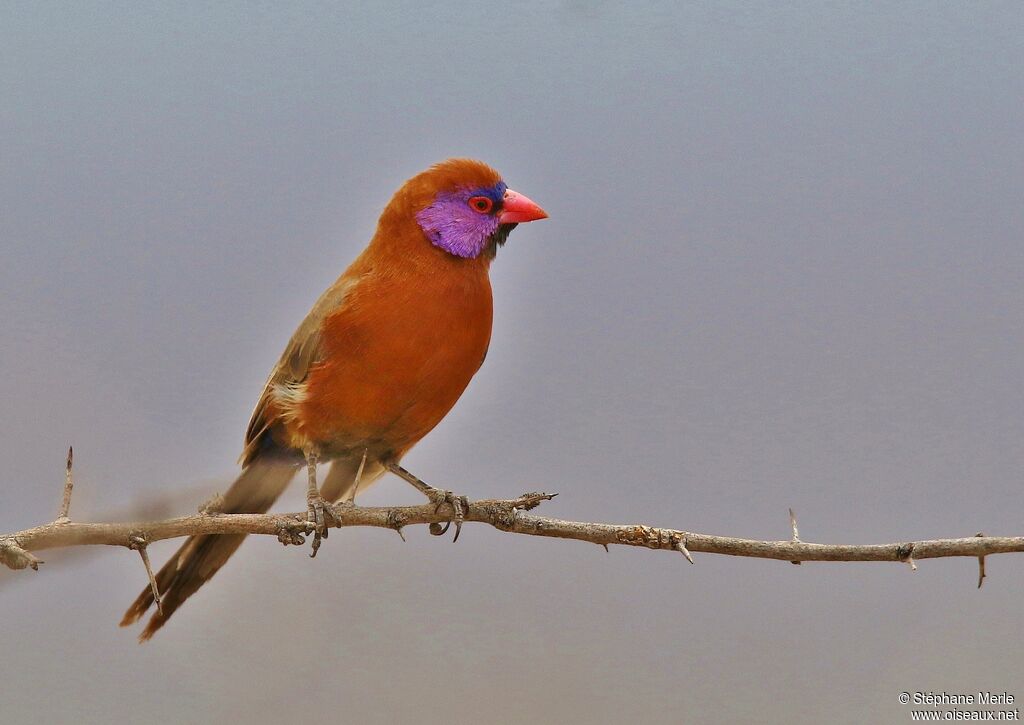 Violet-eared Waxbill male adult