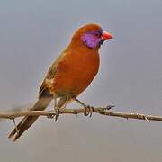 Violet-eared Waxbill