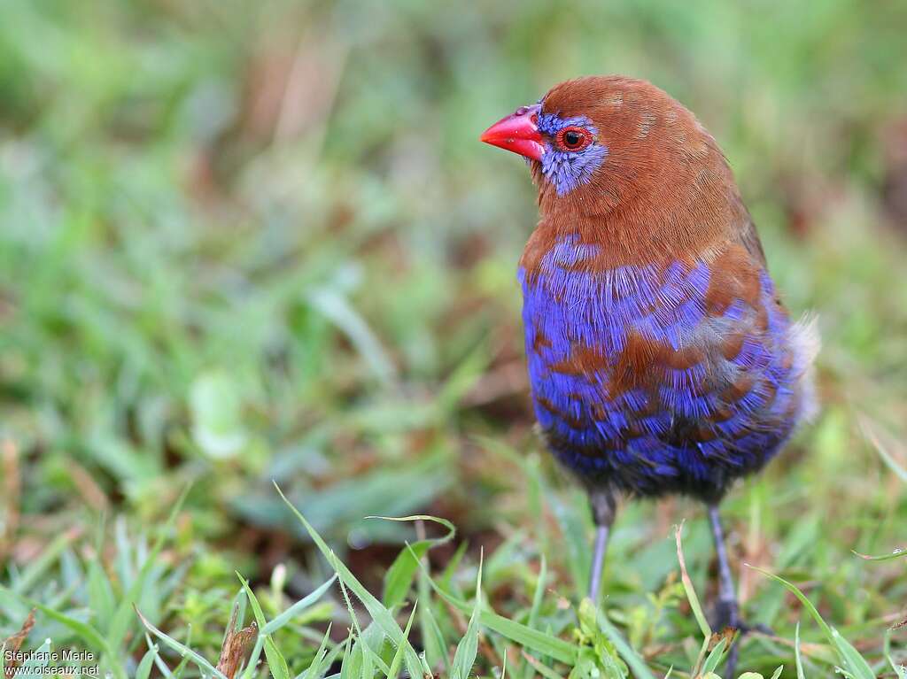 Purple Grenadier male adult transition, close-up portrait