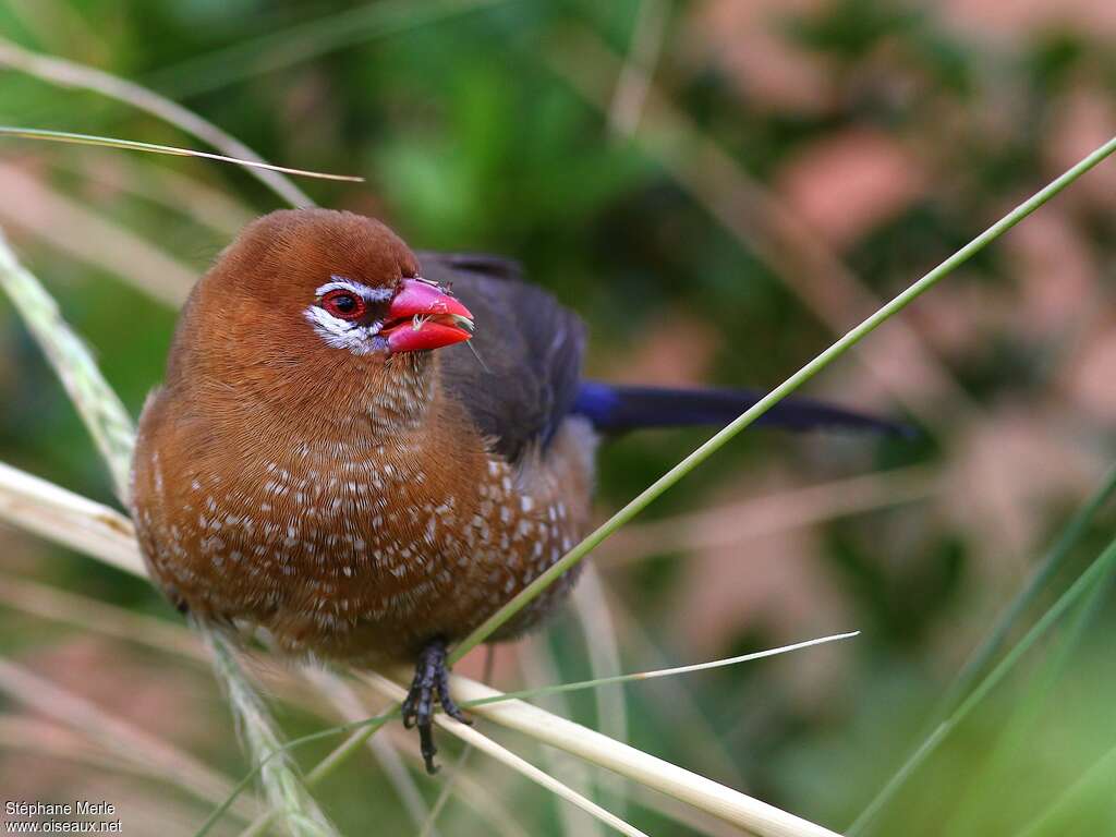 Purple Grenadier female adult breeding