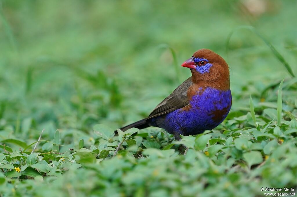 Purple Grenadier male adult