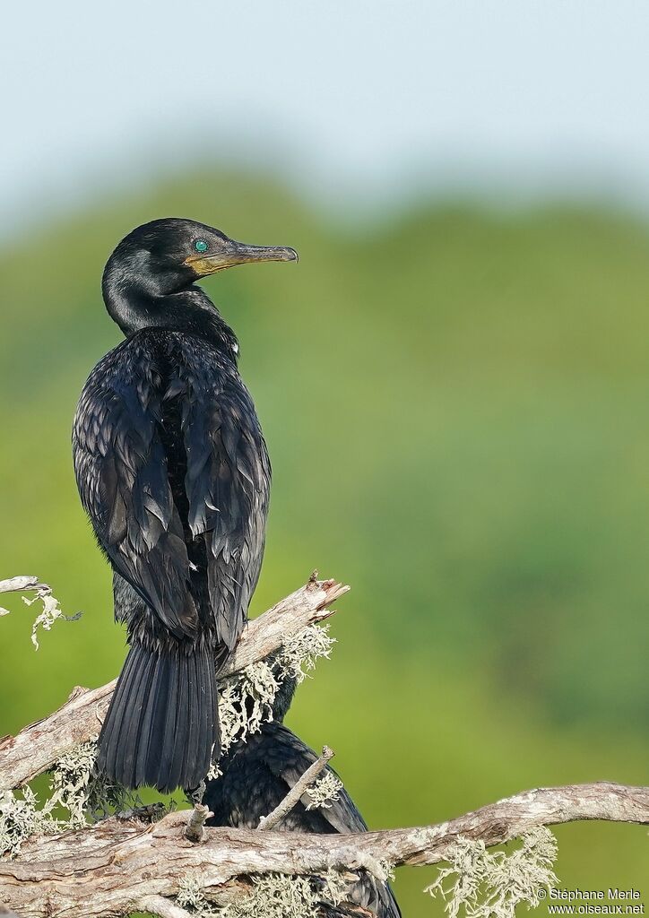 Indian Cormorantadult