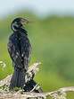 Cormoran à cou brun