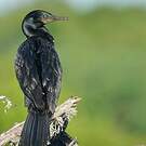 Cormoran à cou brun