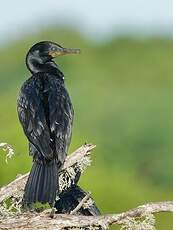 Cormoran à cou brun