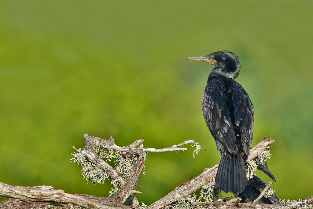 Cormoran à cou brunadulte