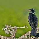 Cormoran à cou brun