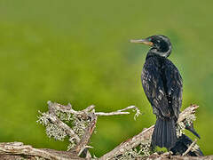 Indian Cormorant