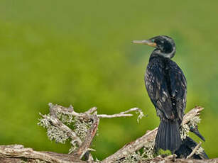 Cormoran à cou brun