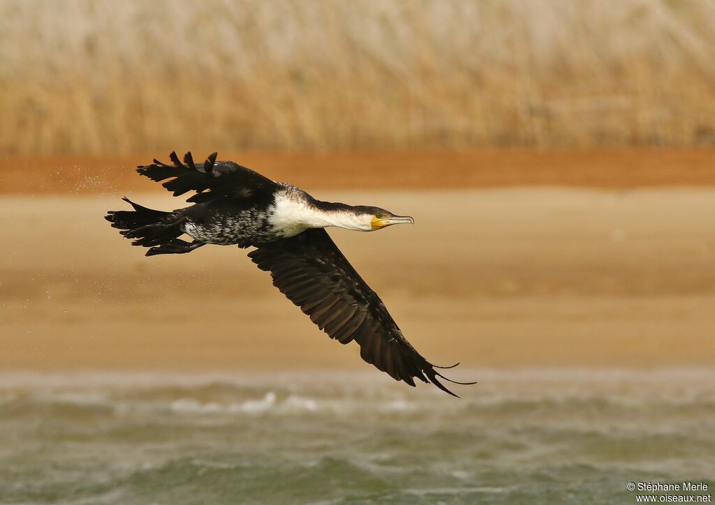 White-breasted Cormorantadult