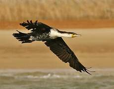 Cormoran à poitrine blanche