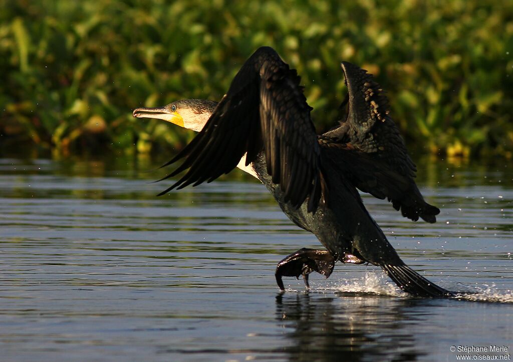 White-breasted Cormorant