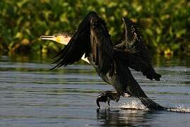 Cormoran à poitrine blanche