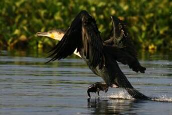 Cormoran à poitrine blanche