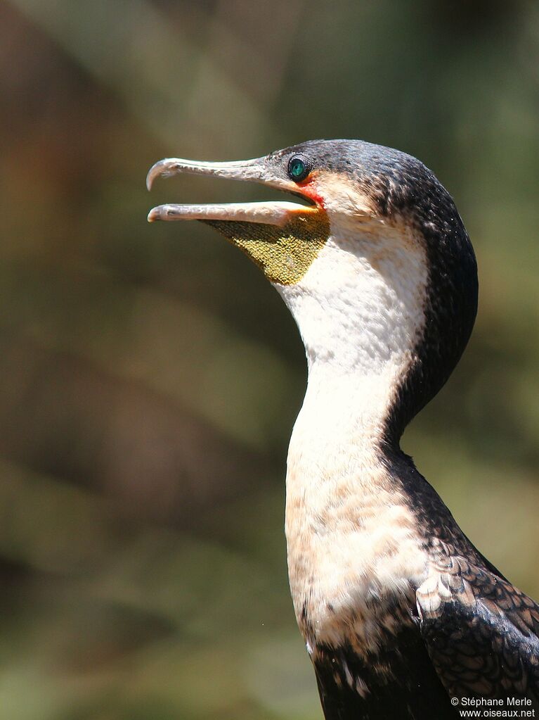 White-breasted Cormorantadult breeding