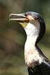 Cormoran à poitrine blanche