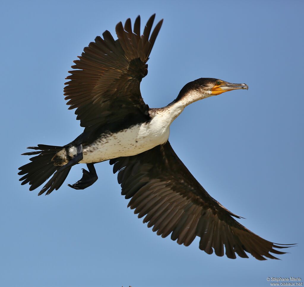 White-breasted Cormorantadult