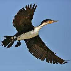 Cormoran à poitrine blanche