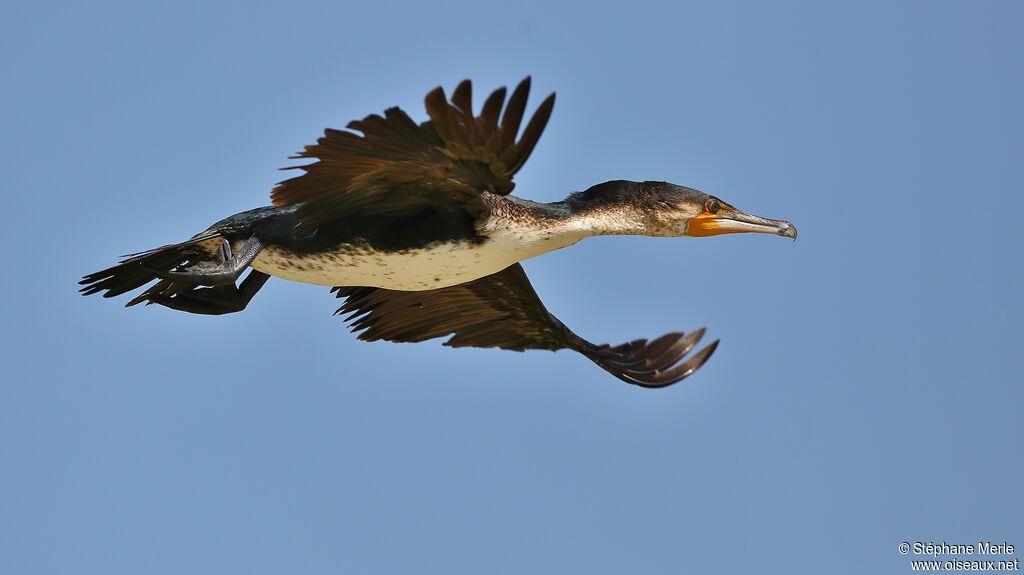 Cormoran à poitrine blancheadulte