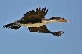 Cormoran à poitrine blanche