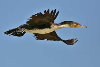 Cormoran à poitrine blanche