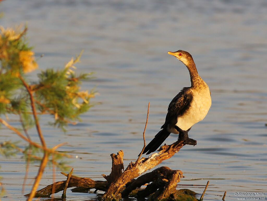 Cormoran africainadulte