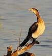 Cormoran africain