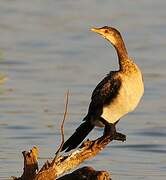 Reed Cormorant