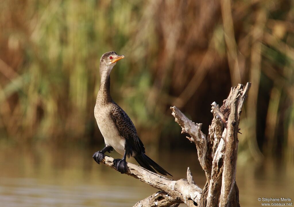 Reed Cormorantadult