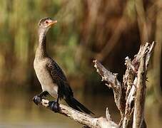 Reed Cormorant