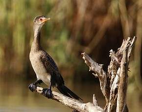 Cormoran africain