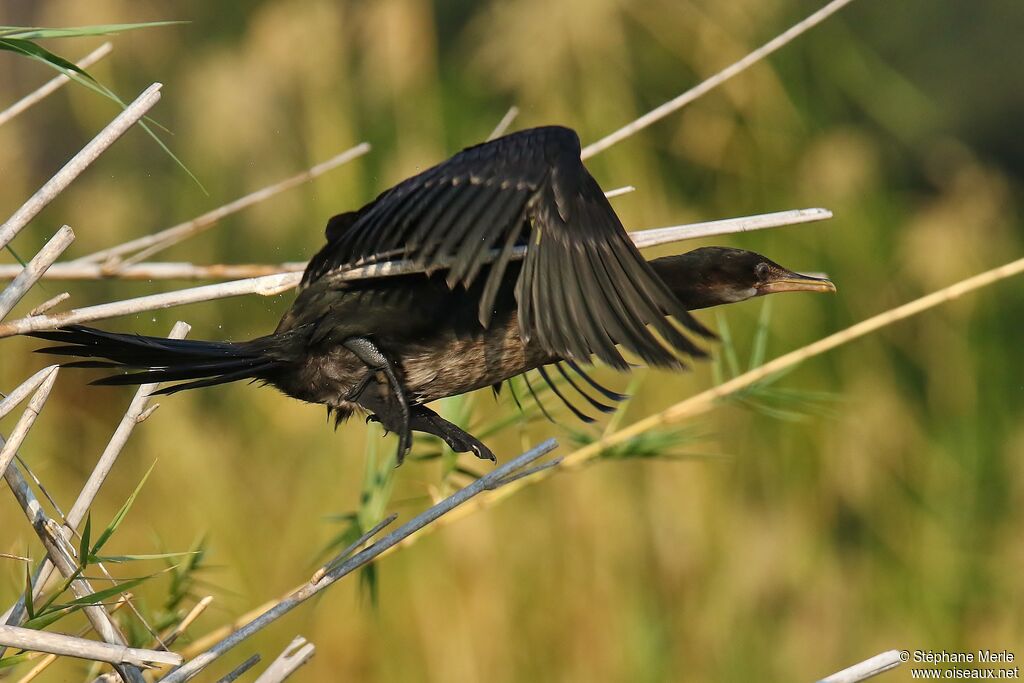 Reed Cormorant